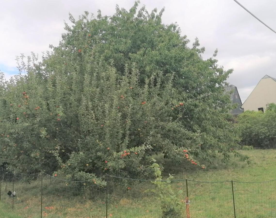 Apartament Weidenblick Callenberg Zewnętrze zdjęcie